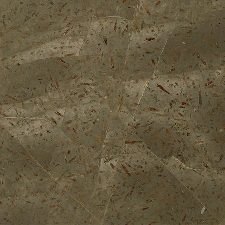 Tabla Jurassic Polished 2