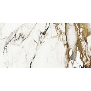 Paonazzo Biondo Polished 59,6x120