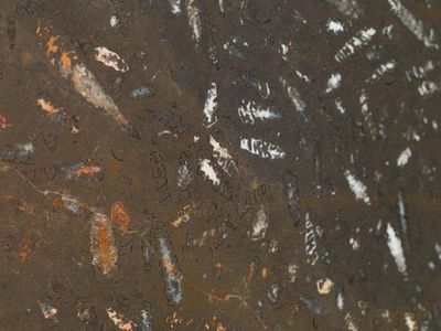 Tabla Jurassic Polished 2